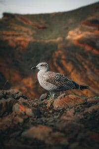 A seagull sitting on a rock in front of a mountain