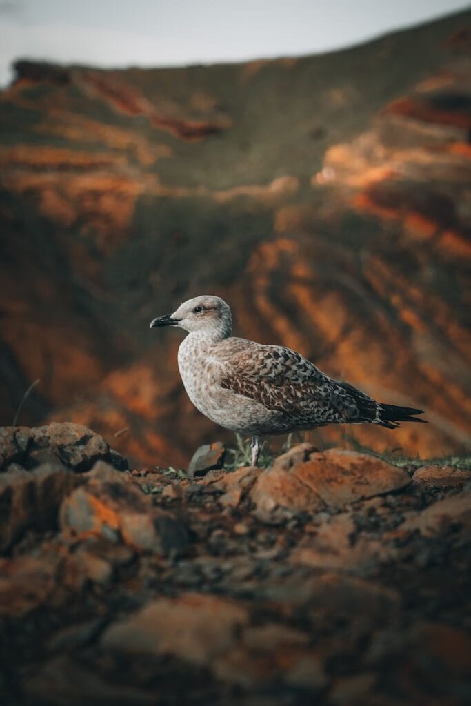 A seagull sitting on a rock in front of a mountain