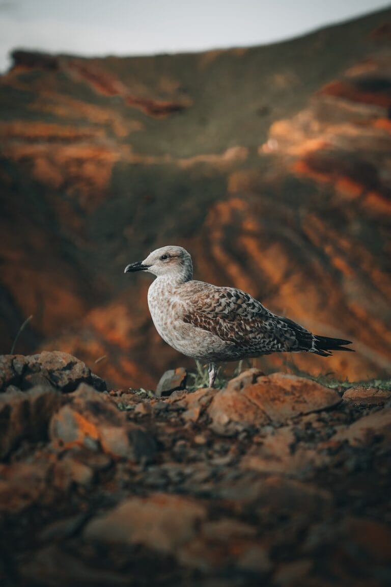 A seagull sitting on a rock in front of a mountain