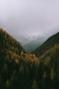 A forest filled with lots of trees under a cloudy sky