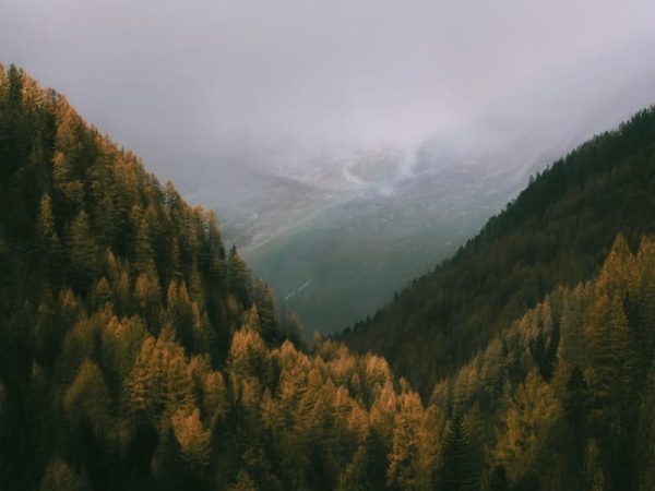 A forest filled with lots of trees under a cloudy sky